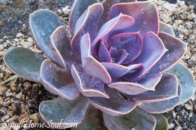 Succulent gardens are easy to plant and they are a pretty and low maintenance addition to any yard. www.smallhomesoul.com