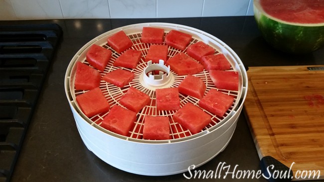 Square slices of watermelon on dehydrator trays.