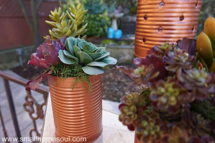 Closeup of recycled tin can planters.