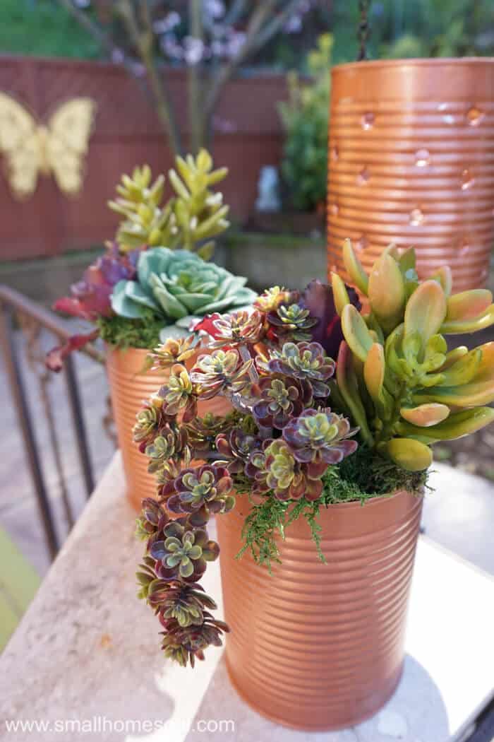 Closeup of succulents in recycled tin can planters.
