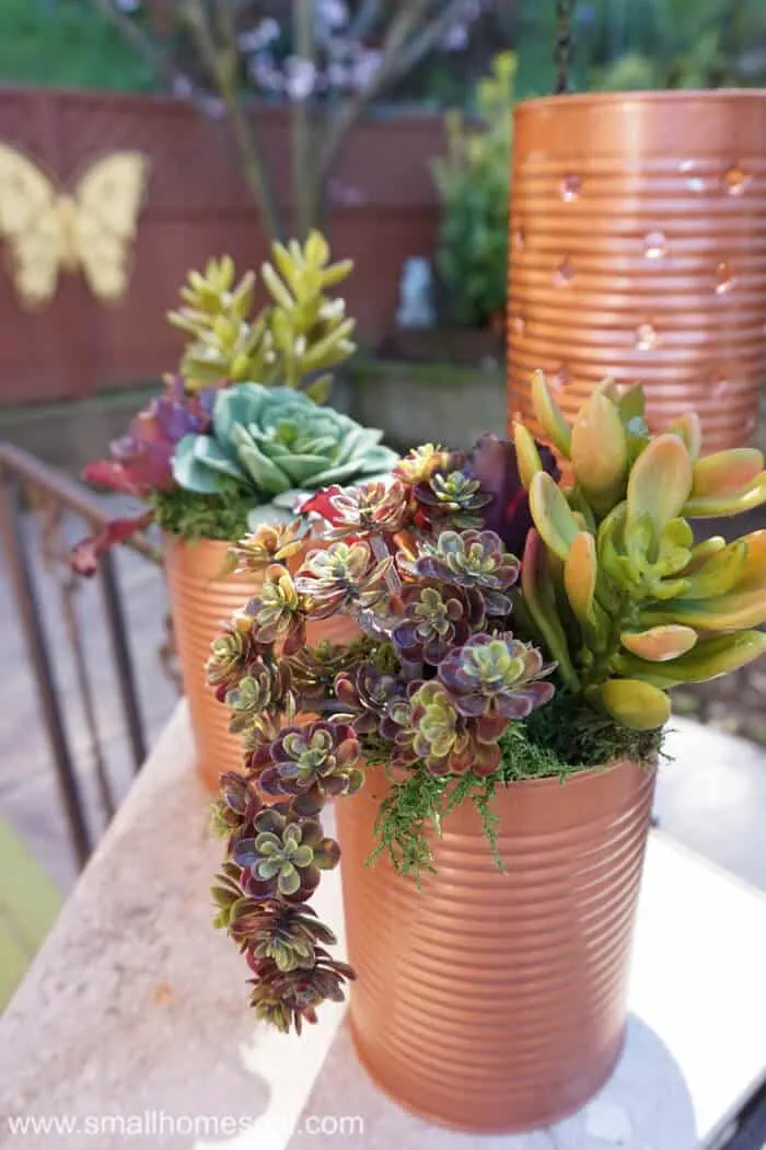 Closeup of succulents in recycled tin can planters.