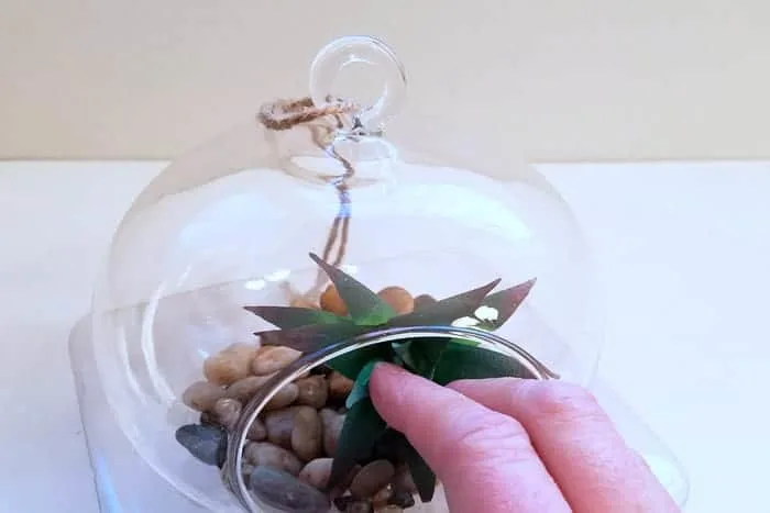 Inserting succulent into terrarium opening.