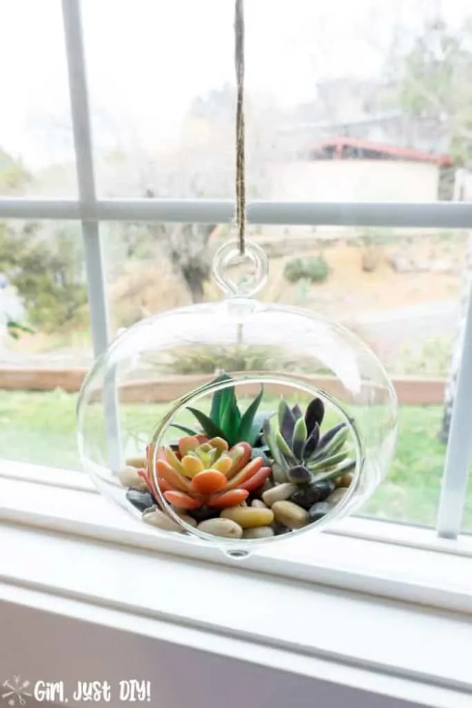 closeup of Succulent Terrarium hanging in window.