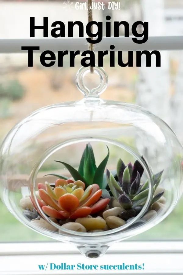 Tight shot of succulent terrarium in window.