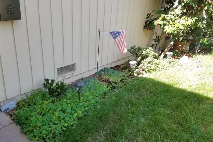 Before pic of flower bed overgrown with clover. Soon to be week free.