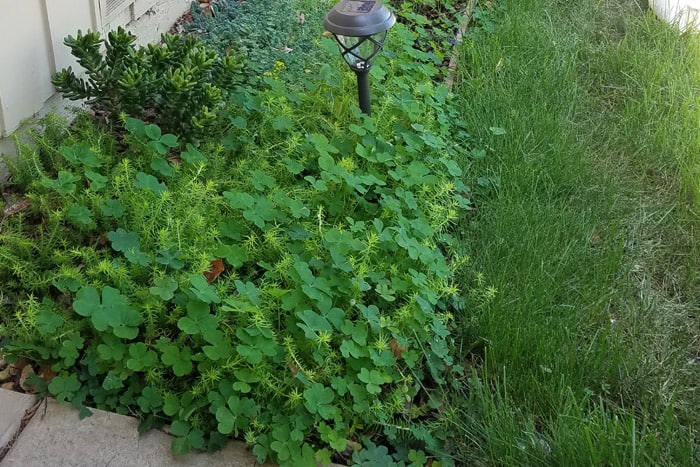 Clover overgrown flower bed area next to grass and walkway.