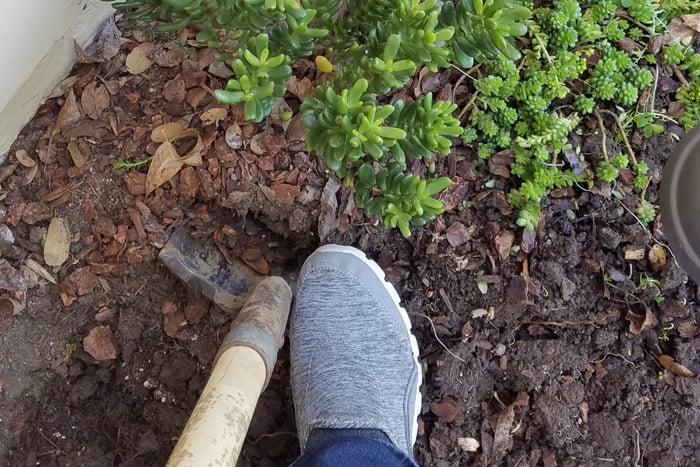 Foot stepping on shovel to turn soil and dig plants out the flower bed.