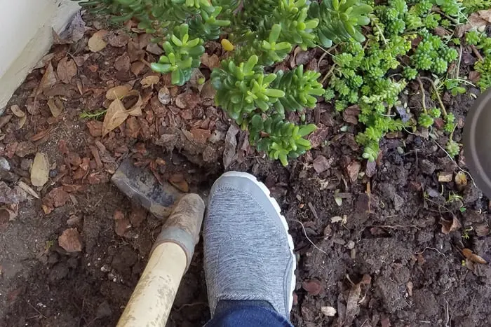 Foot stepping on shovel to turn soil and dig plants out the flower bed.