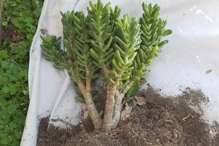 Succulent removed from flower bed laying on painter's tarp.