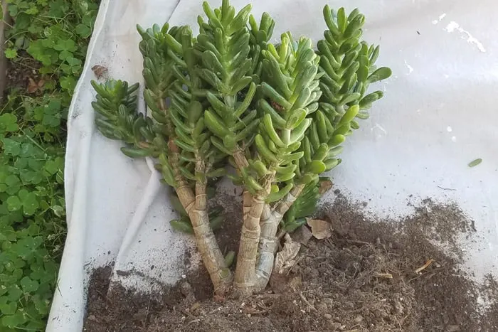 Succulent plant removed from flower bed laying on painter's tarp.