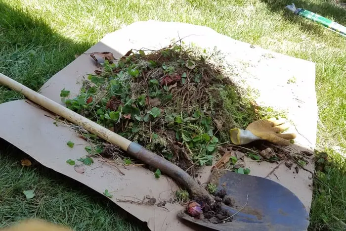 Shovel, weeds and plants from flower bed laying on cardboard.
