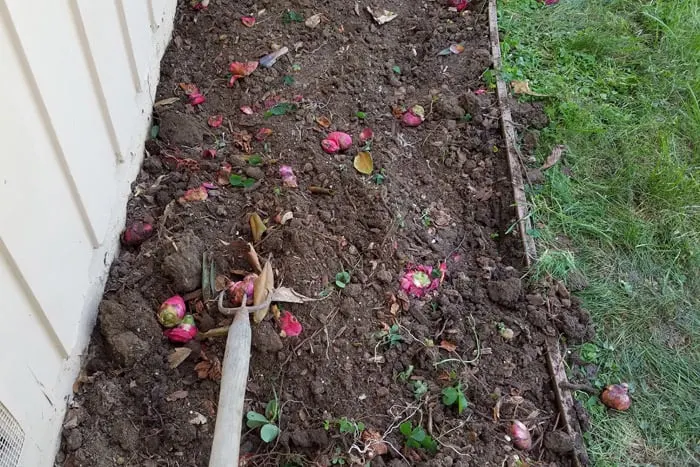 Pulling cultivator through soil of flower bed to work out weeds and roots.