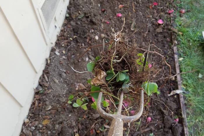 Garden cultivator tool with weeds and leaves pulled from flower bed.