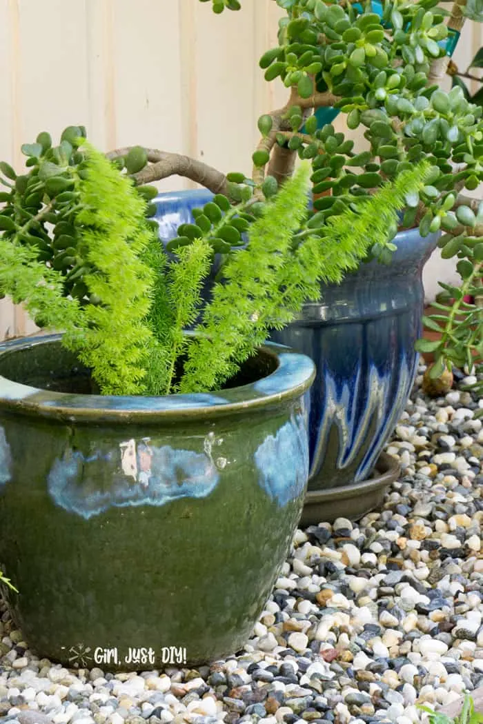 Fox tail fern and jade in green and blue ceramic pots on rock flower bed.