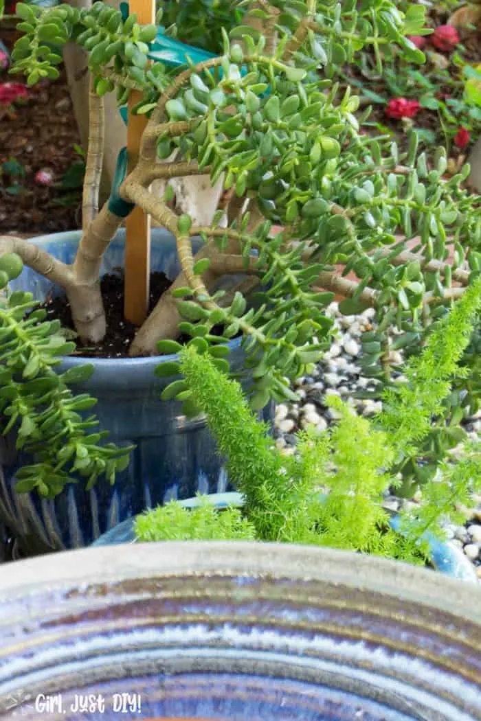 Jade plant and foxtal fern visible beyond edge of bird bath.