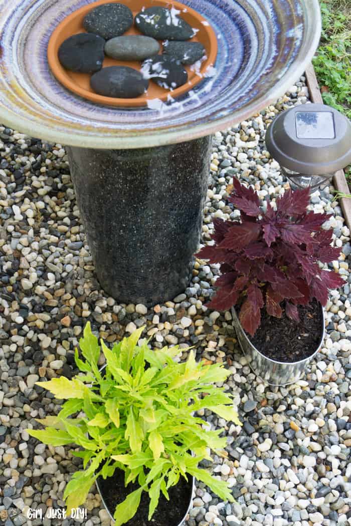 Bird bath in center of flower bed with lime and purple coleus flowers in pots below.