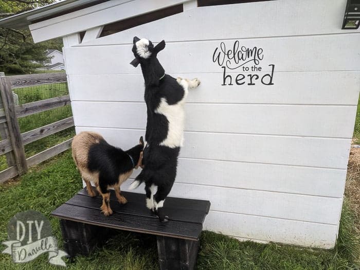 Goats on top of bench next to white garden shed.