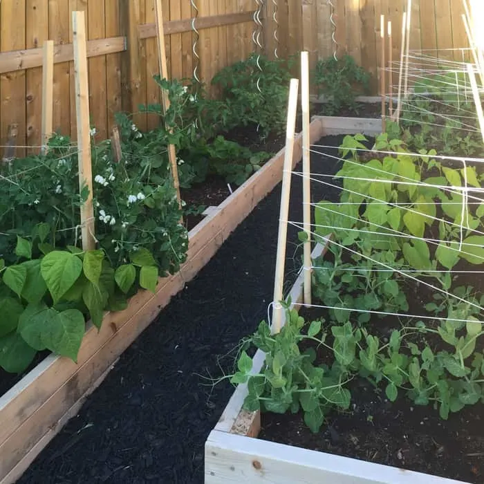 Raised garden planter beds with vegetable plants.