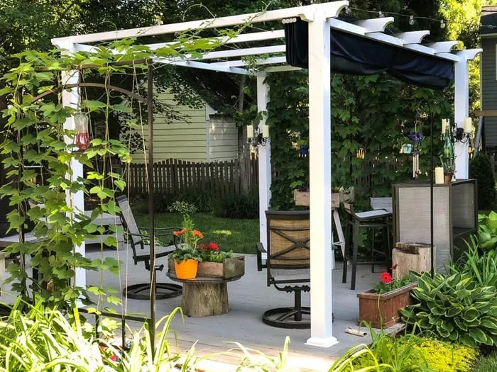 White Pergola on patio with dining table and trailing vines.
