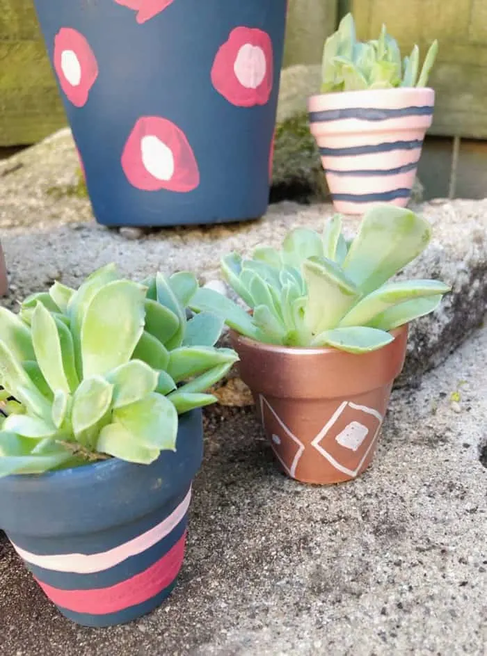 Brightly colored pots with succulents as outdoor diy projects.